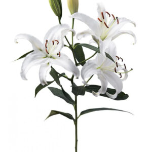 White Universe Oriental Lilies