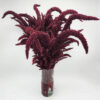Velvet Curtains Upright Amaranthus