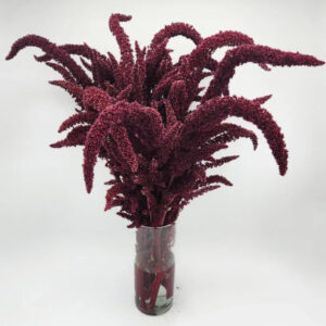 Velvet Curtains Upright Amaranthus