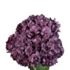 Dark Purple Velvet Love Hydrangea