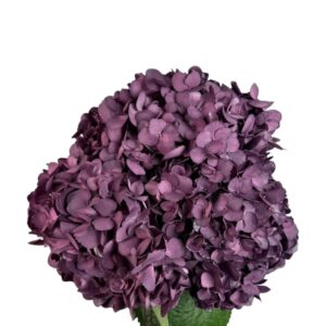 Dark Purple Velvet Love Hydrangea