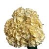 White Vintage Hydrangea