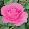 Pink Water Game Roses