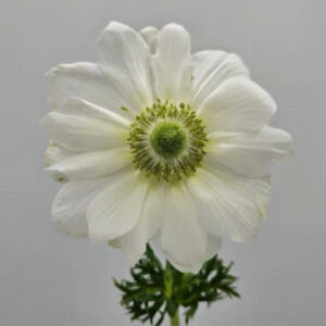 White Albino Anemones