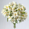 White Alstroemeria