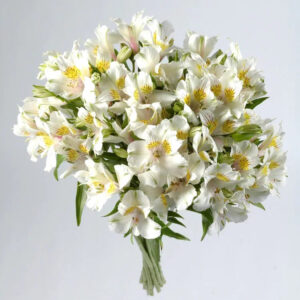 White Alstroemeria