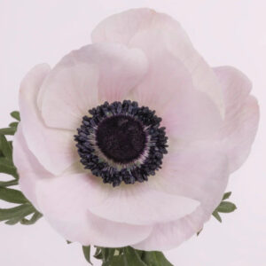 White Blush Anemones