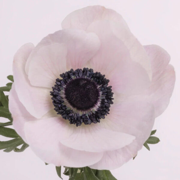 White Blush Anemones