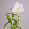 White Campanulas Campanulas
