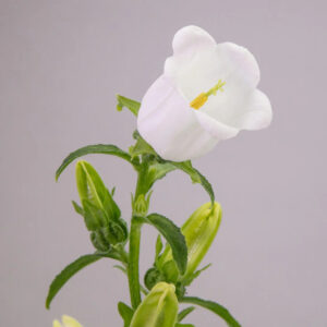White Campanulas Campanulas