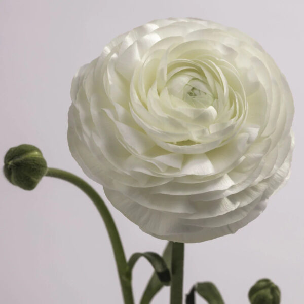 White Ranunculus - Image 2