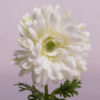 White Star Anemones