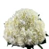 White Hydrangea