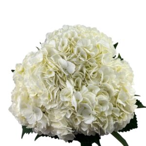 White Hydrangea