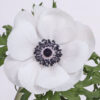 White Panda  Anemones