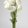White Ranunculus