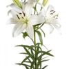 White White Sound Asiatic Lilies
