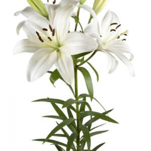 White White Sound Asiatic Lilies