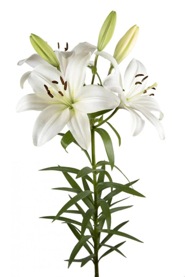 White White Sound Asiatic Lilies