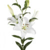 White White Spear Oriental Lilies