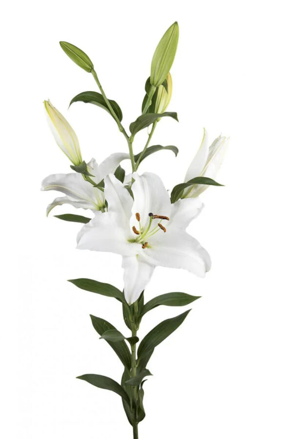 White White Spear Oriental Lilies