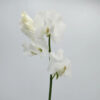 White Sweet Pea