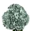 Blue Woodland Hydrangea