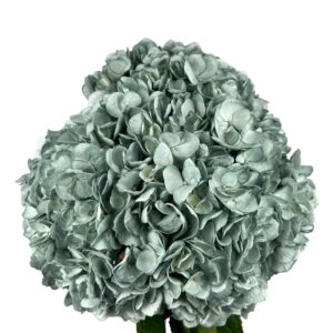 Blue Woodland Hydrangea