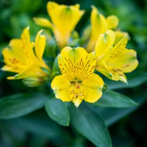 Yellow Alstroemeria
