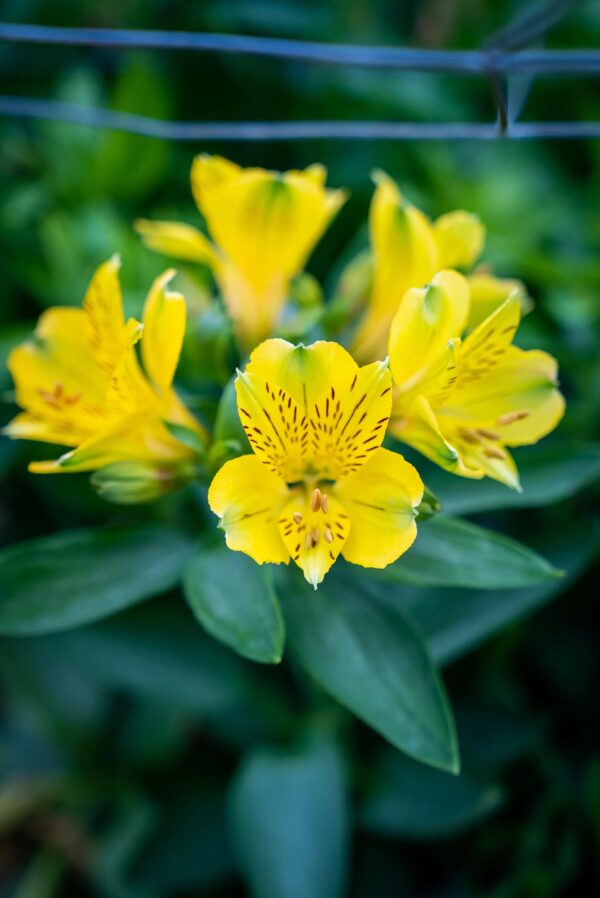 Yellow Alstroemeria