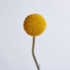 Natural Yellow Craspedia