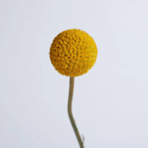 Natural Yellow Craspedia