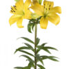 Orange Yellow Diamond Asiatic Lilies