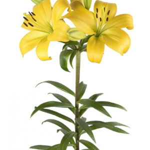 Orange Yellow Diamond Asiatic Lilies