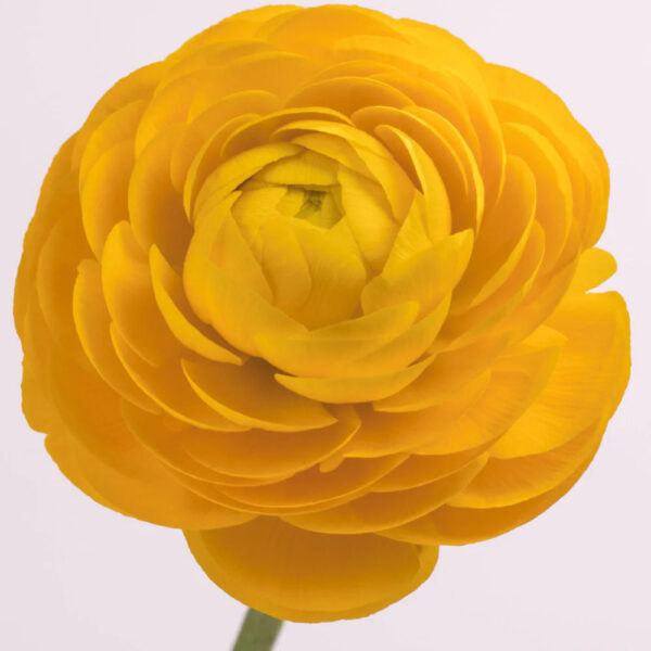 Gold Ranunculus - Image 2