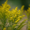Green Tara Solidago Asters