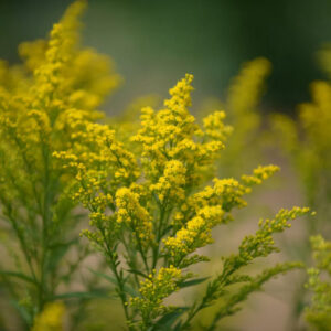 Green Tara Solidago Asters