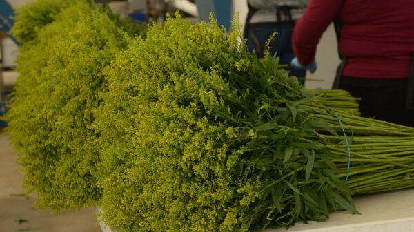 Tara Solidago - Image 2