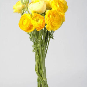Yellow Ranunculus
