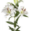 White Zambesi Oriental Lilies