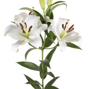 White Zambesi Oriental Lilies
