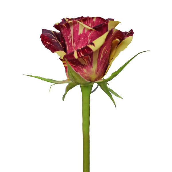 Abracadabra - Image 2