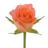 Orange Africana Light Orange Roses