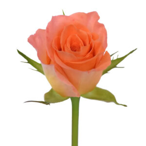 Orange Africana Light Orange Roses
