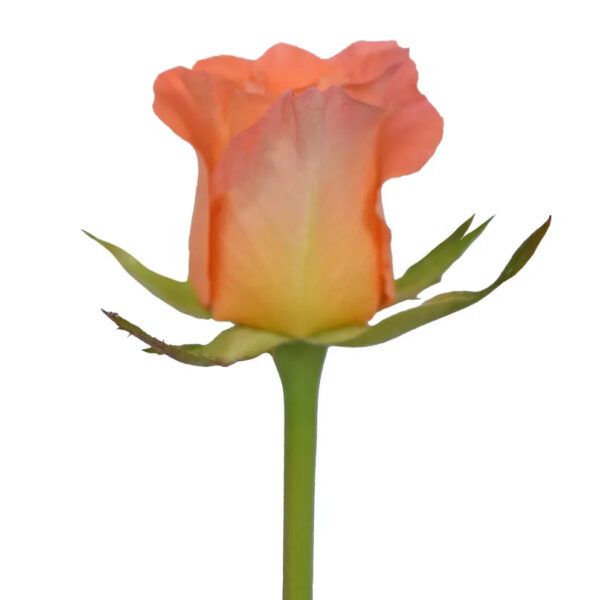 Africana Light Orange - Image 2