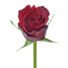 Red Africana Red Roses
