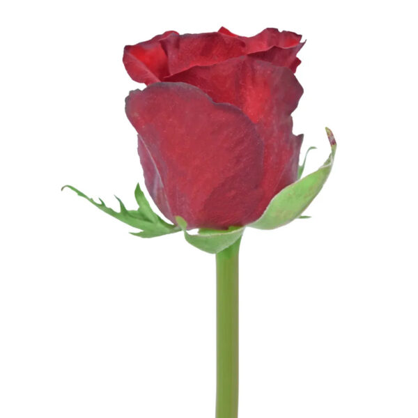 Africana Red - Image 2