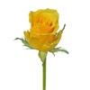 Yellow Africana Yellow Roses