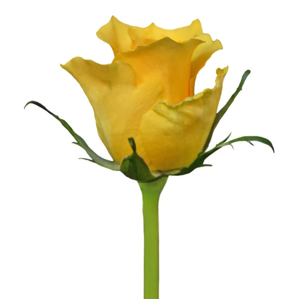 Africana Yellow - Image 2