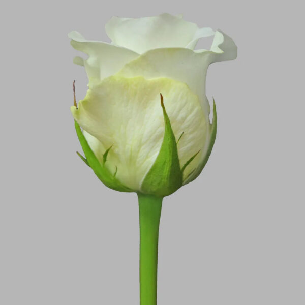 Akito Classic White Rose - Image 2
